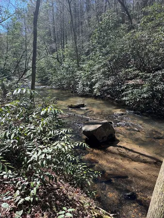 a view of a tree in the middle of a yard