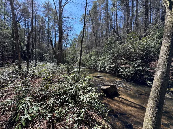 a view of a yard with plants and trees