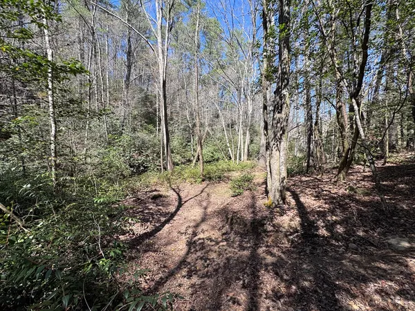 a view of a forest with trees