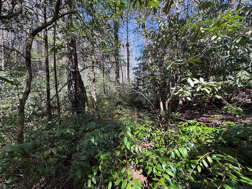 0 Virginia Lane Murphy, NC 28906 - Photo 9 of 12