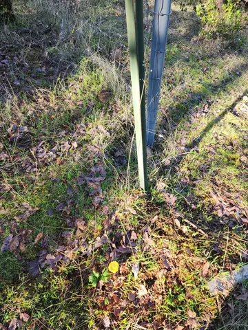 a plant view in yard