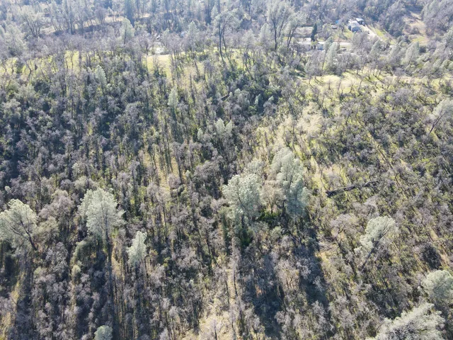 a view of a forest with a tree