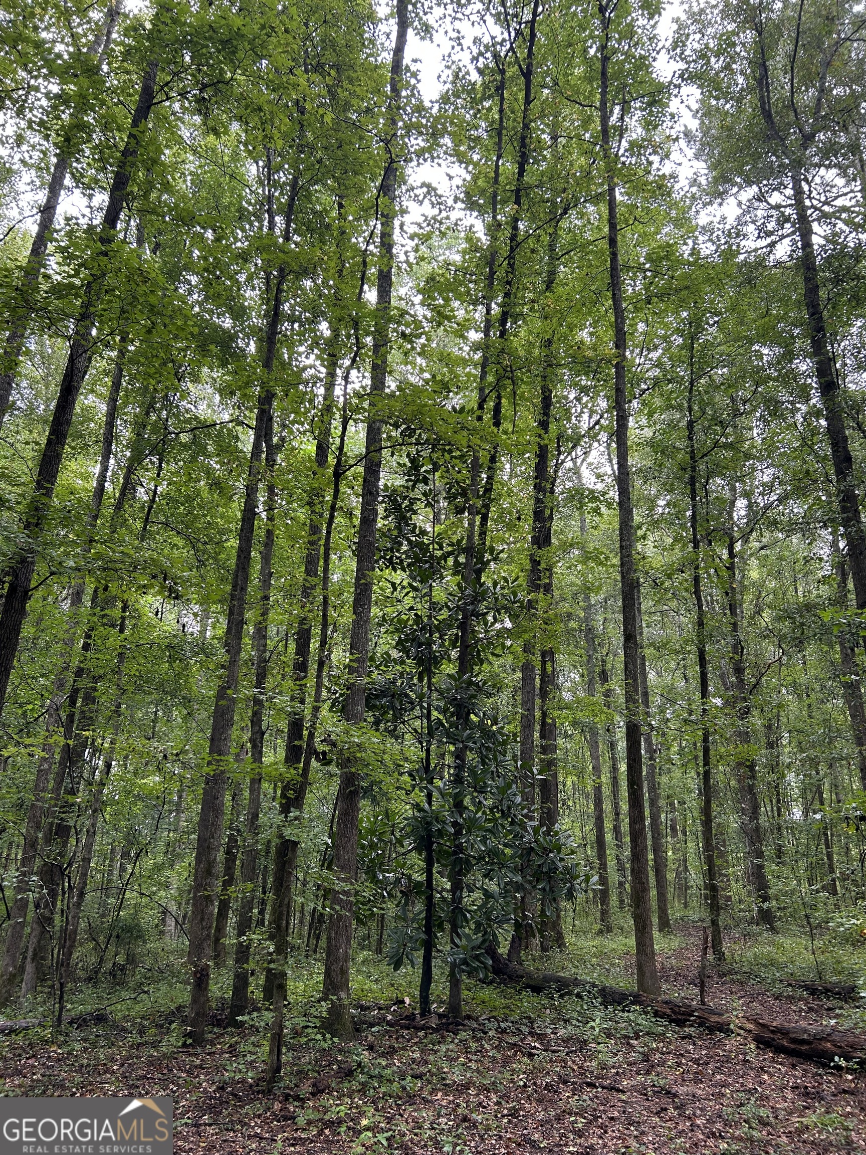 0 Bush Road Barnesville, GA 30204 - Photo 6 of 26 a view of a forest with trees