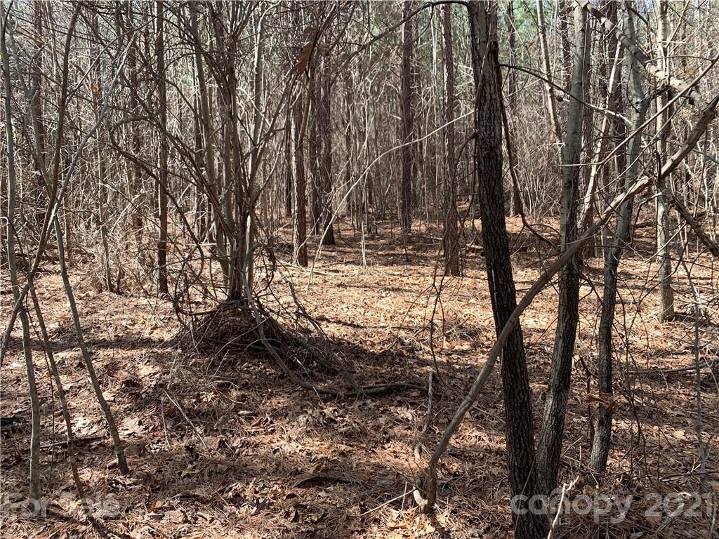 999 Holbert Cove Road, Unit 2 Saluda, NC 28773 - Photo 3 of 9 a view of a forest filled with trees