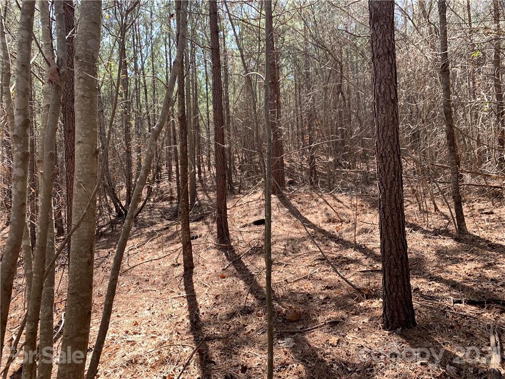 999 Holbert Cove Road, Unit 2 Saluda, NC 28773 - Photo 4 of 9 a view of a forest with trees