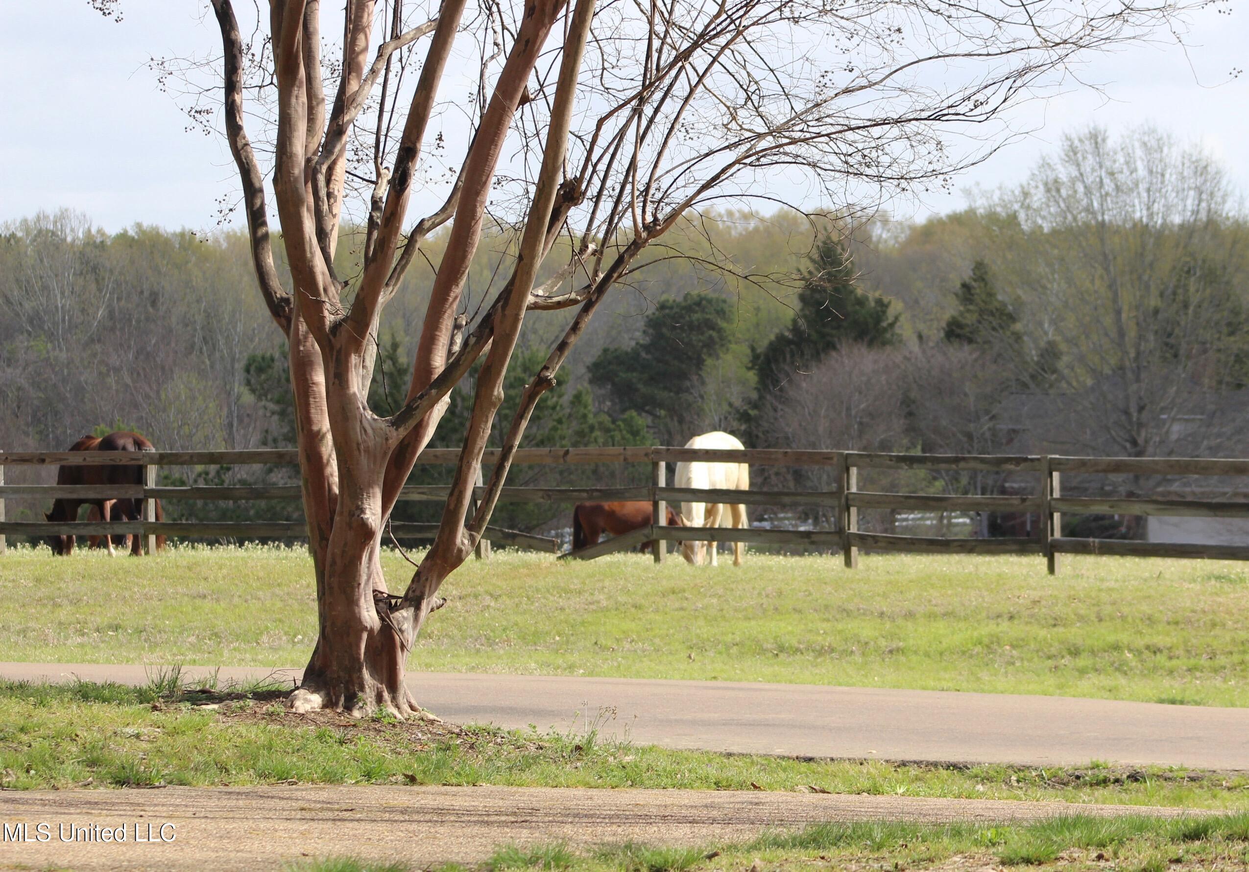 160 Ingleside Road Madison, MS 39110 - Photo 47 of 47 Pasture