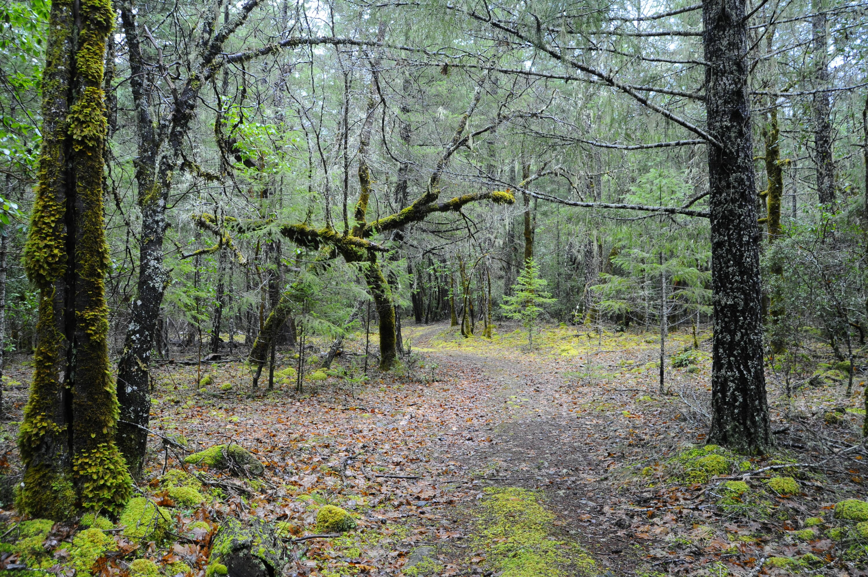 8843 Deer Creek Road Selma, OR 97538 - Photo 49 of 65 48