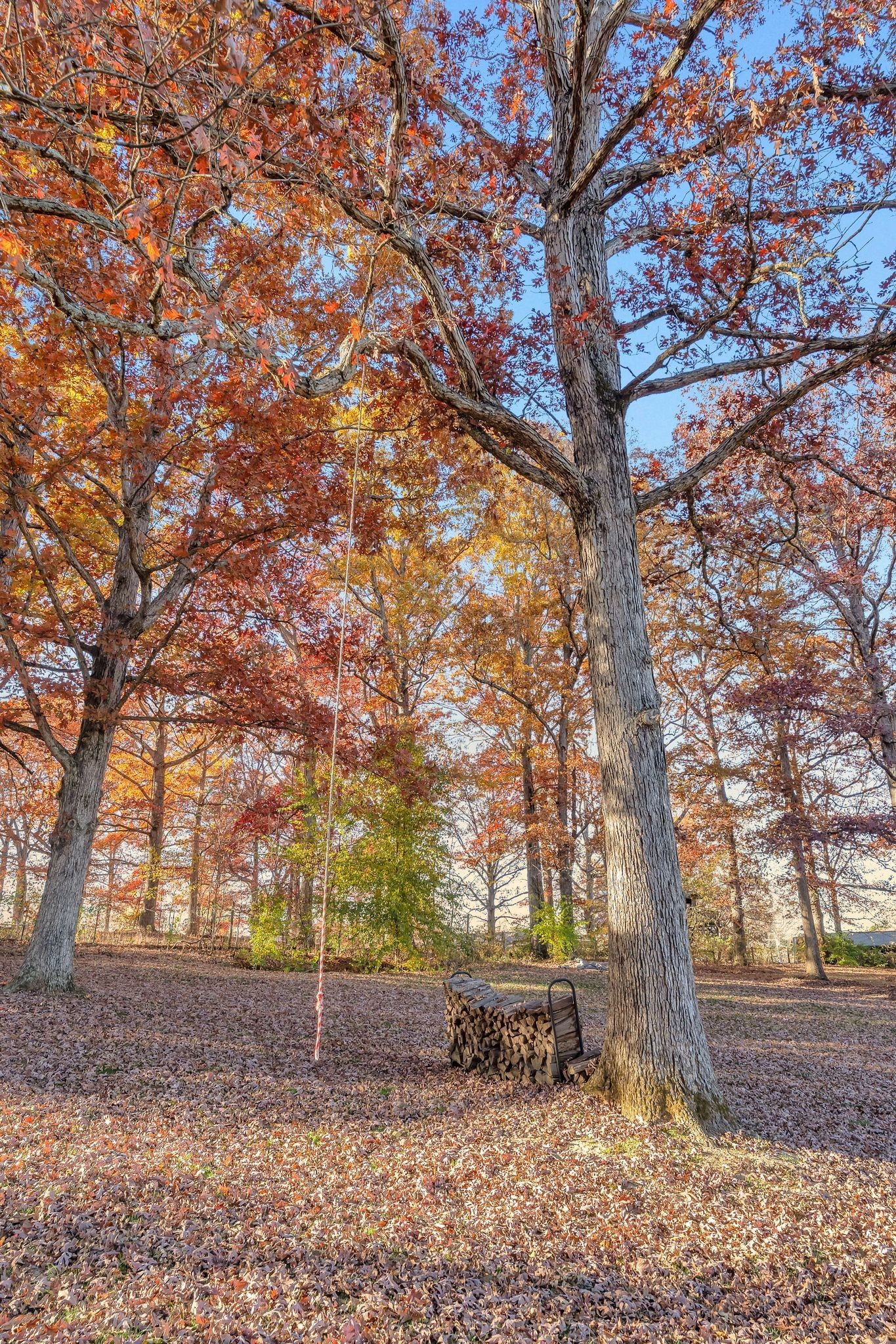7315 McCormick Drive Fairview, TN 37062 - Photo 48 of 56 a backyard of a house with lots of trees