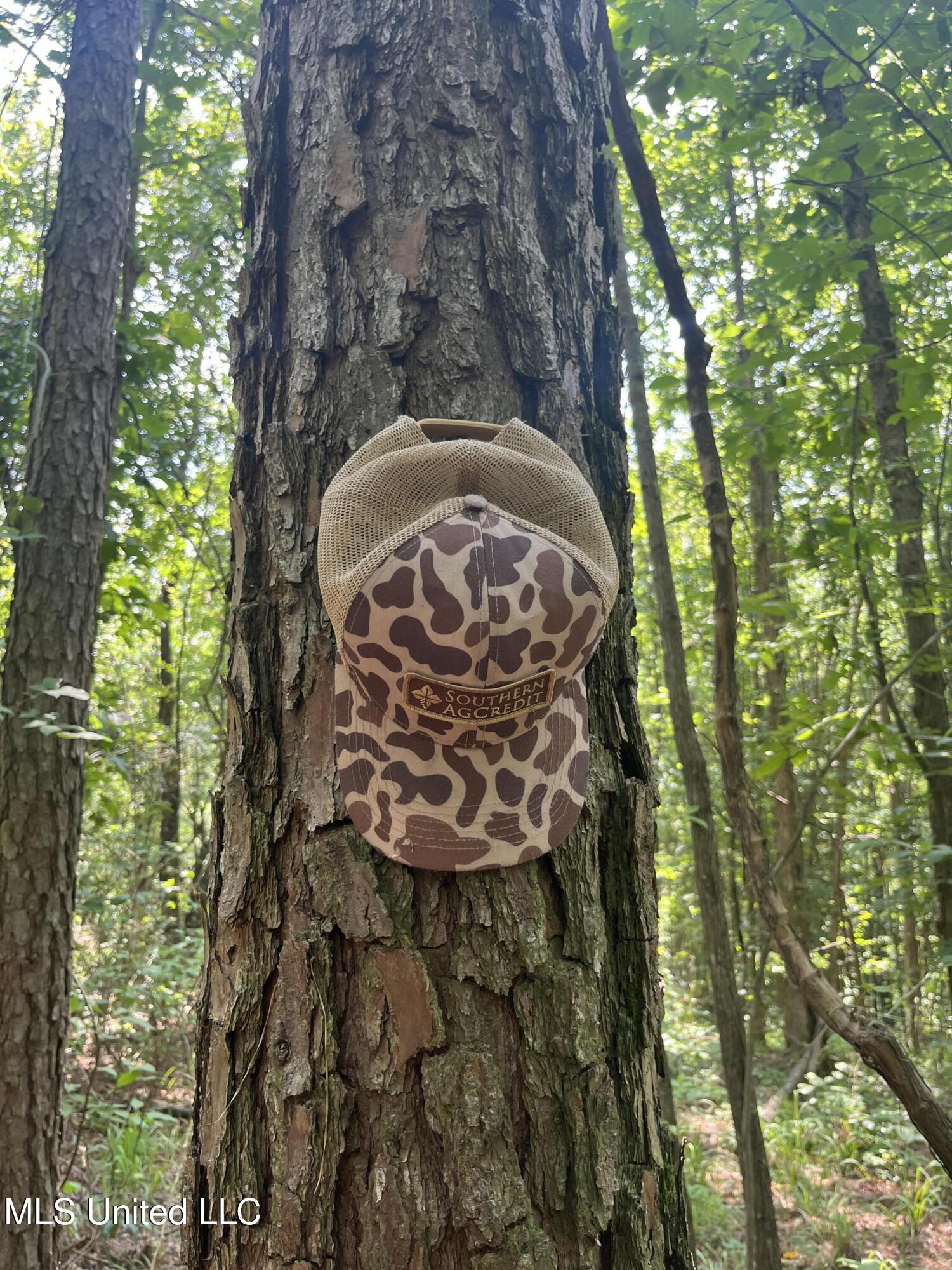 37 County Road Heidelberg, MS 39439 - Photo 2 of 19 IMG_1532
