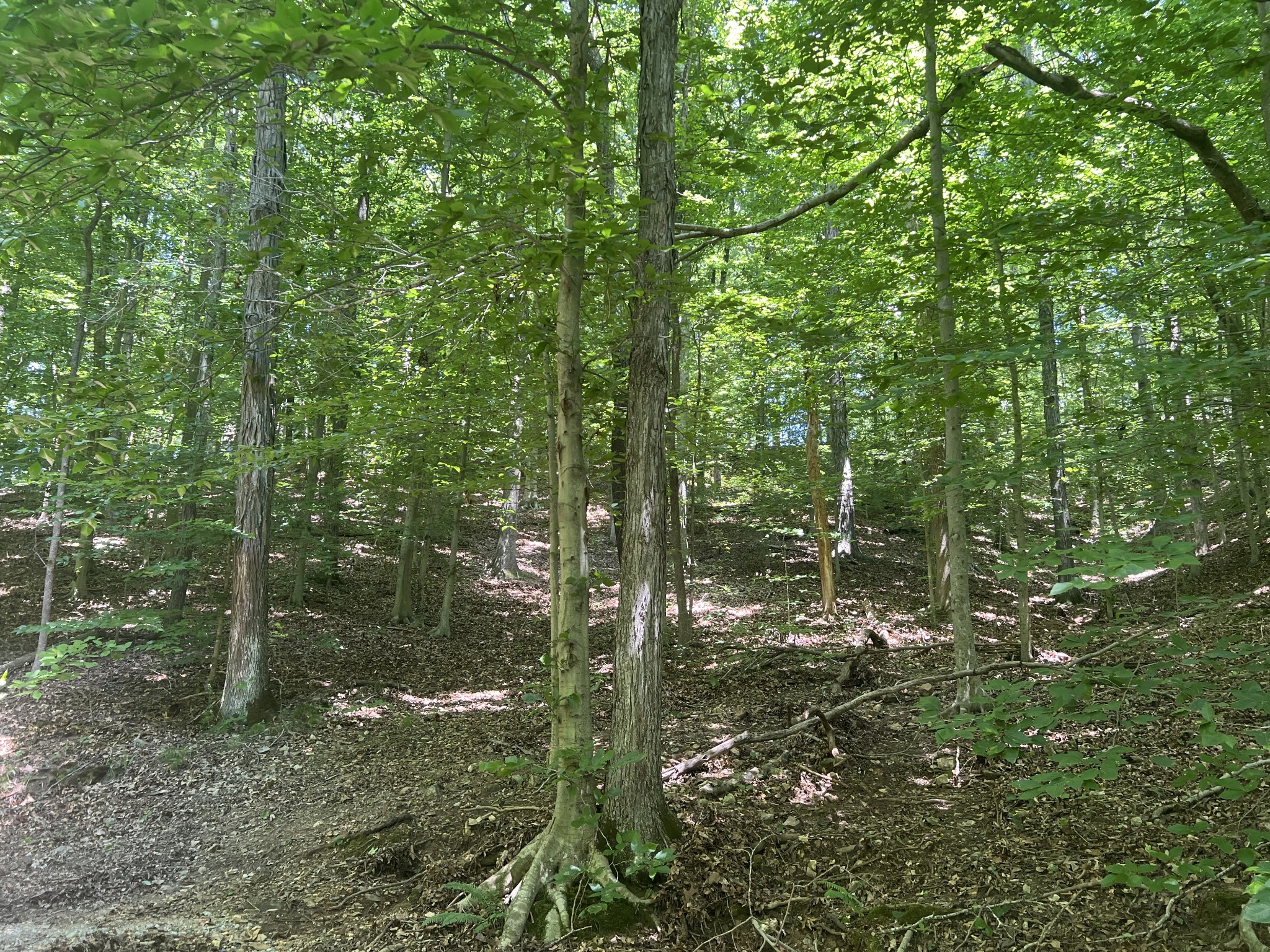 0 Caney Branch Road Waverly, TN 37185 - Photo 1 of 2 a view of a forest