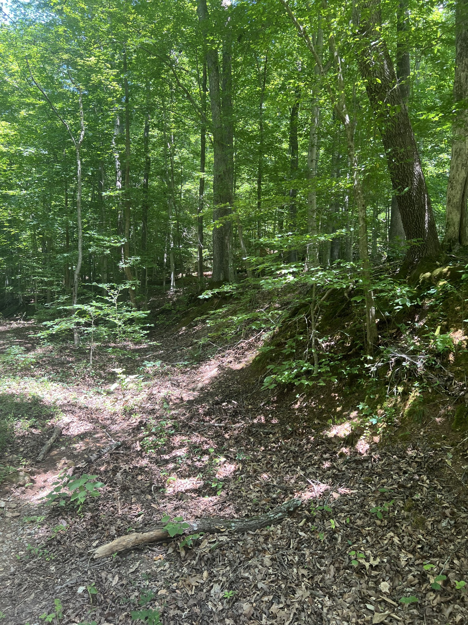 0 Caney Branch Road Waverly, TN 37185 - Photo 2 of 2 a view of a green field with lots of bushes