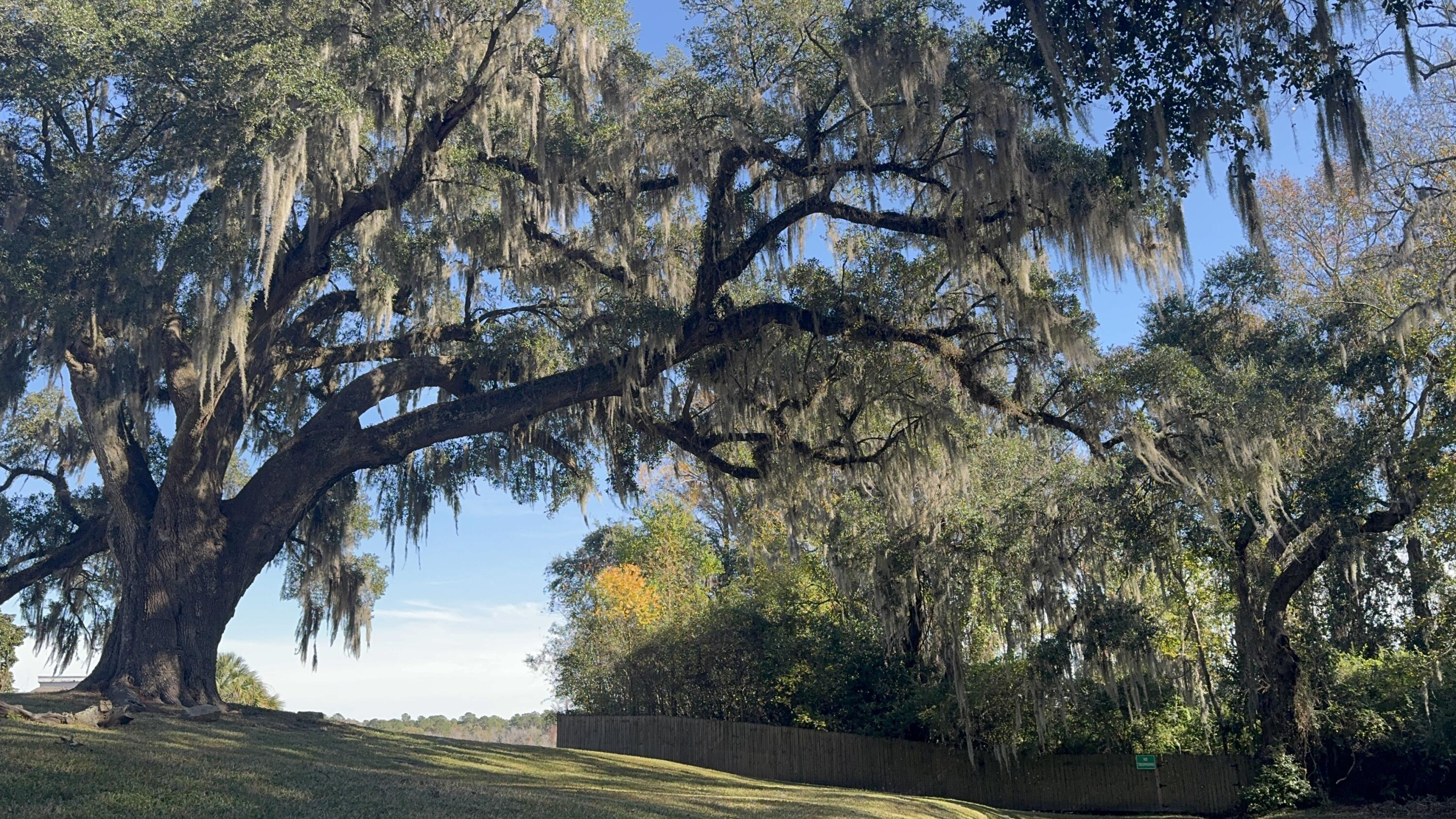 16 North Basilica Avenue Hanahan, SC 29410 - Photo 48 of 64 Live oak
