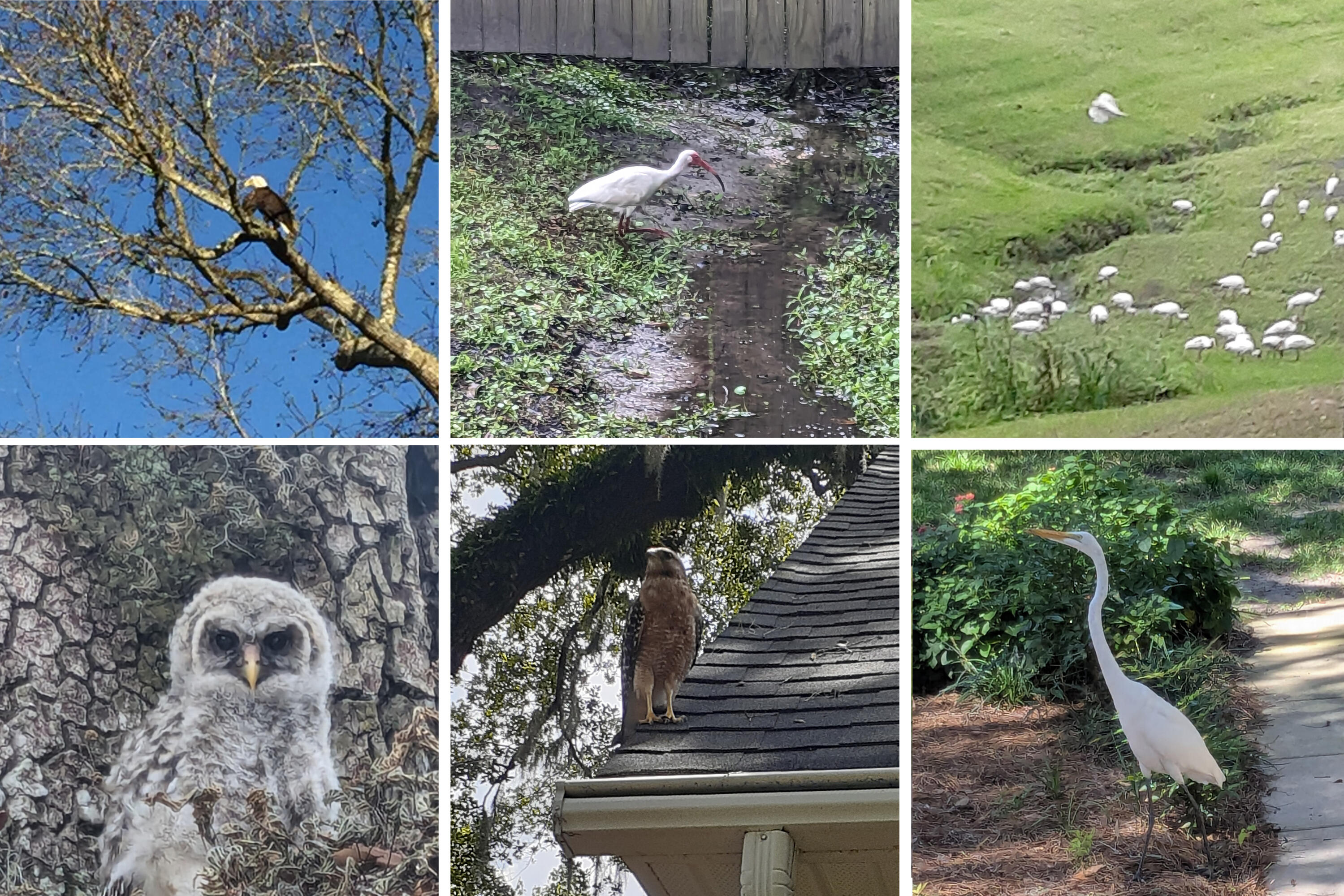 16 North Basilica Avenue Hanahan, SC 29410 - Photo 49 of 64 Birds who frequent the property