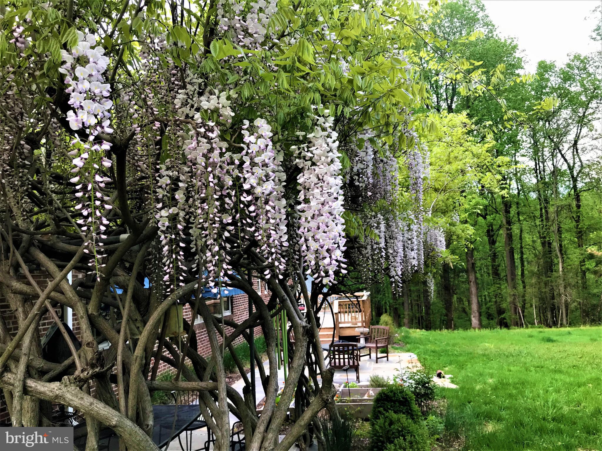 19366 Loudoun Orchard Road Leesburg, VA 20175 - Photo 36 of 40 Amethyst Falls Wisteria enchant the 3rd patio