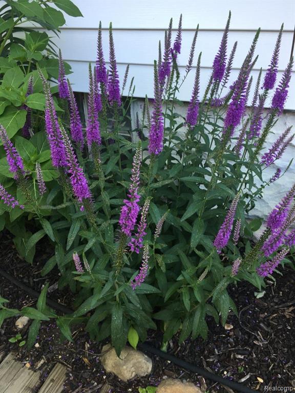 1235 Harding Avenue Rochester Hills, MI 48307 - Photo 62 of 81