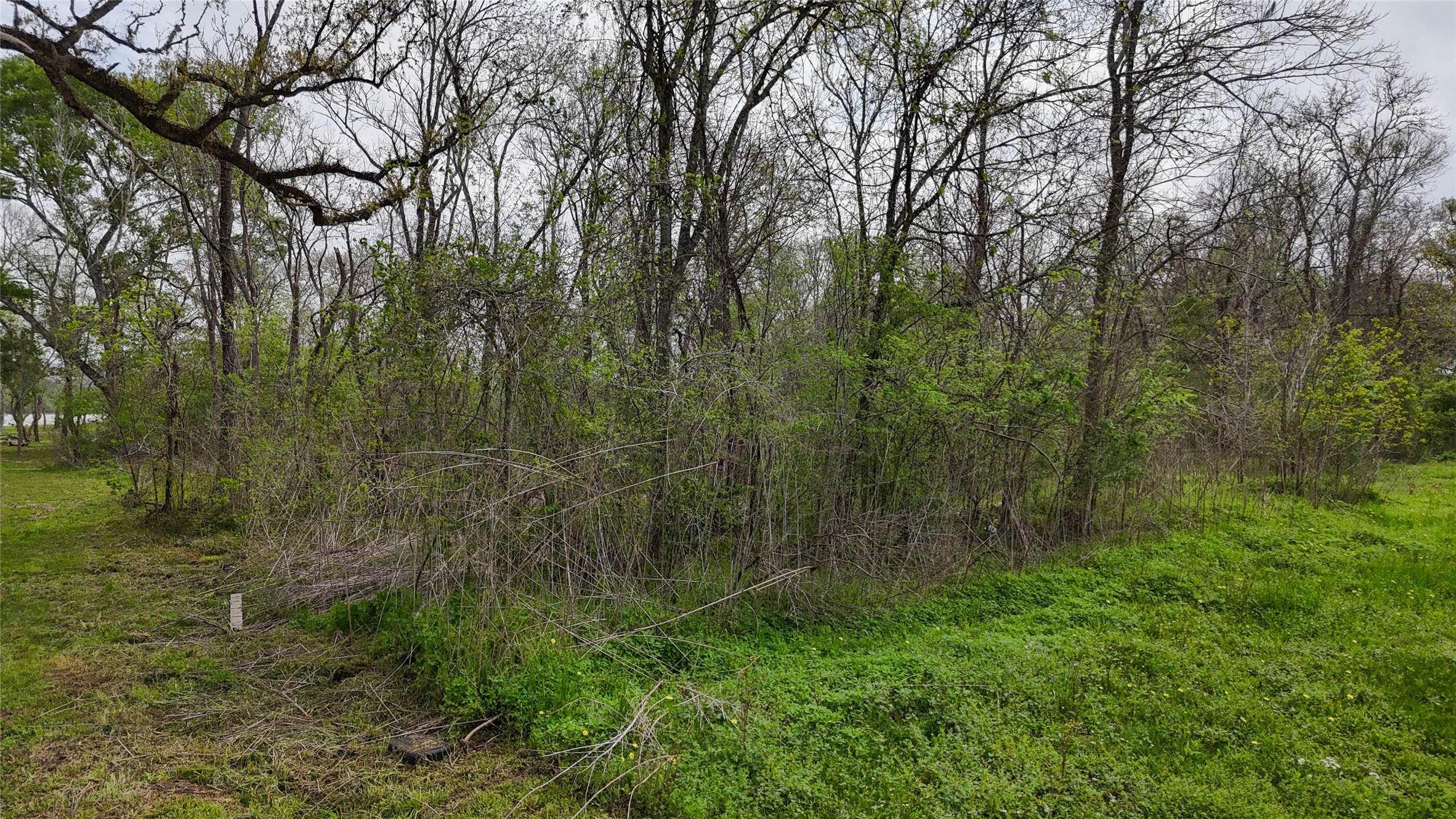 21502 Chenango Lake Drive Angleton, TX 77515 - Photo 7 of 18 a view of a lush green forest