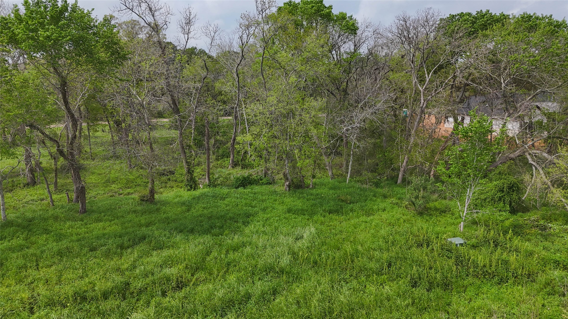 21502 Chenango Lake Drive Angleton, TX 77515 - Photo 10 of 18 a view of a lush green forest