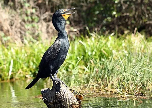 $488,500 | 1841 Georgia Avenue, Palm Harbor, FL 34683