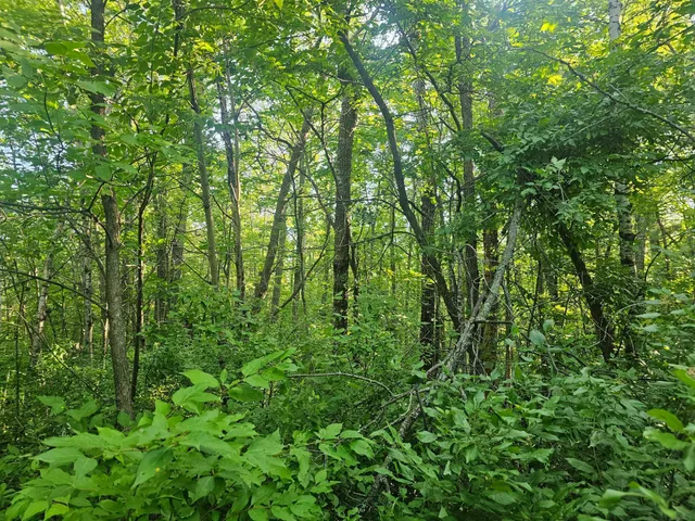 $21,900 | Tbd Lot 2 Tbd Lane, Crosby, MN 56441