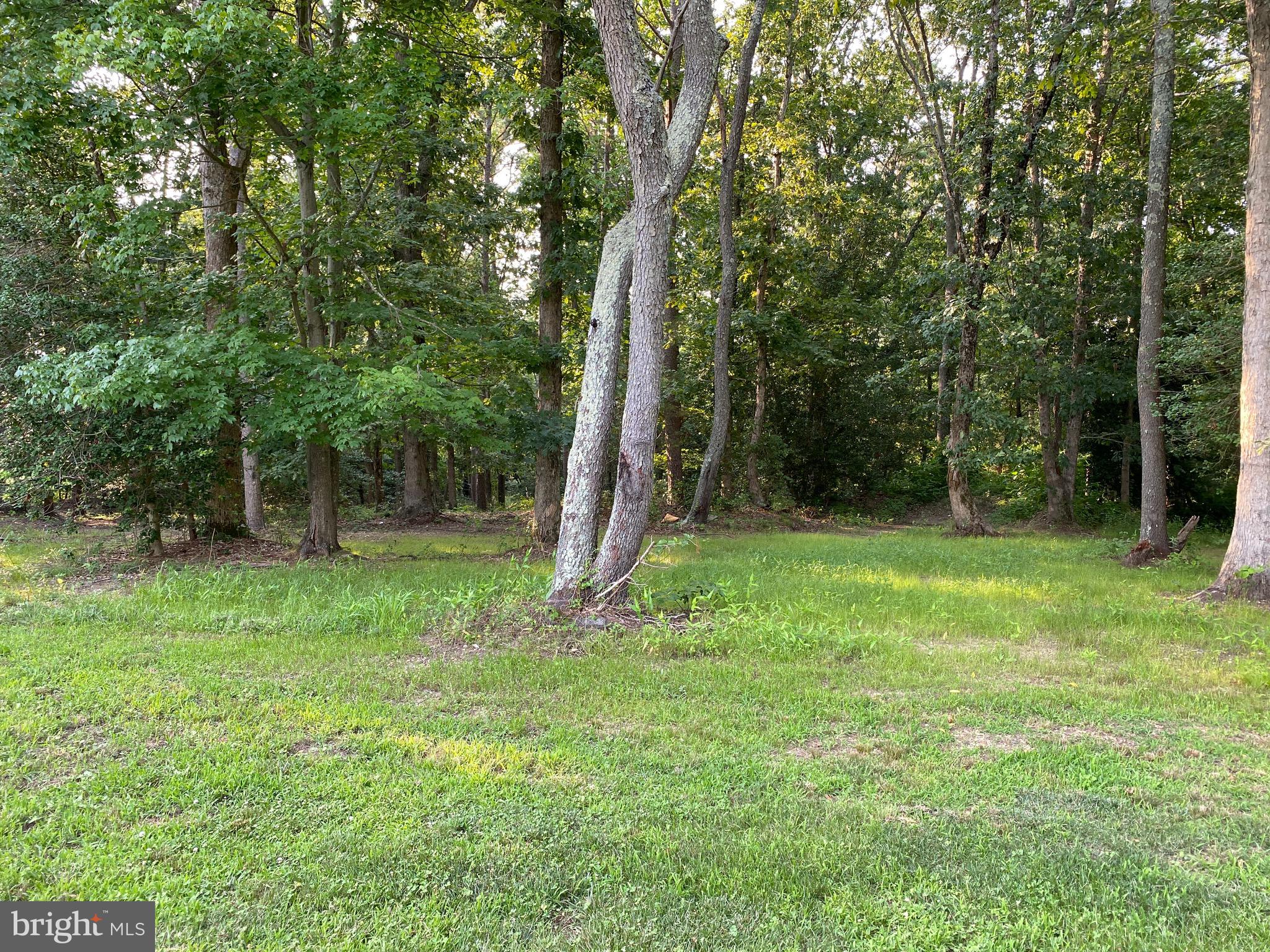 143 Weber Road Elmer, NJ 08318 - Photo 22 of 53 a backyard of a house with lots of plants and large tree