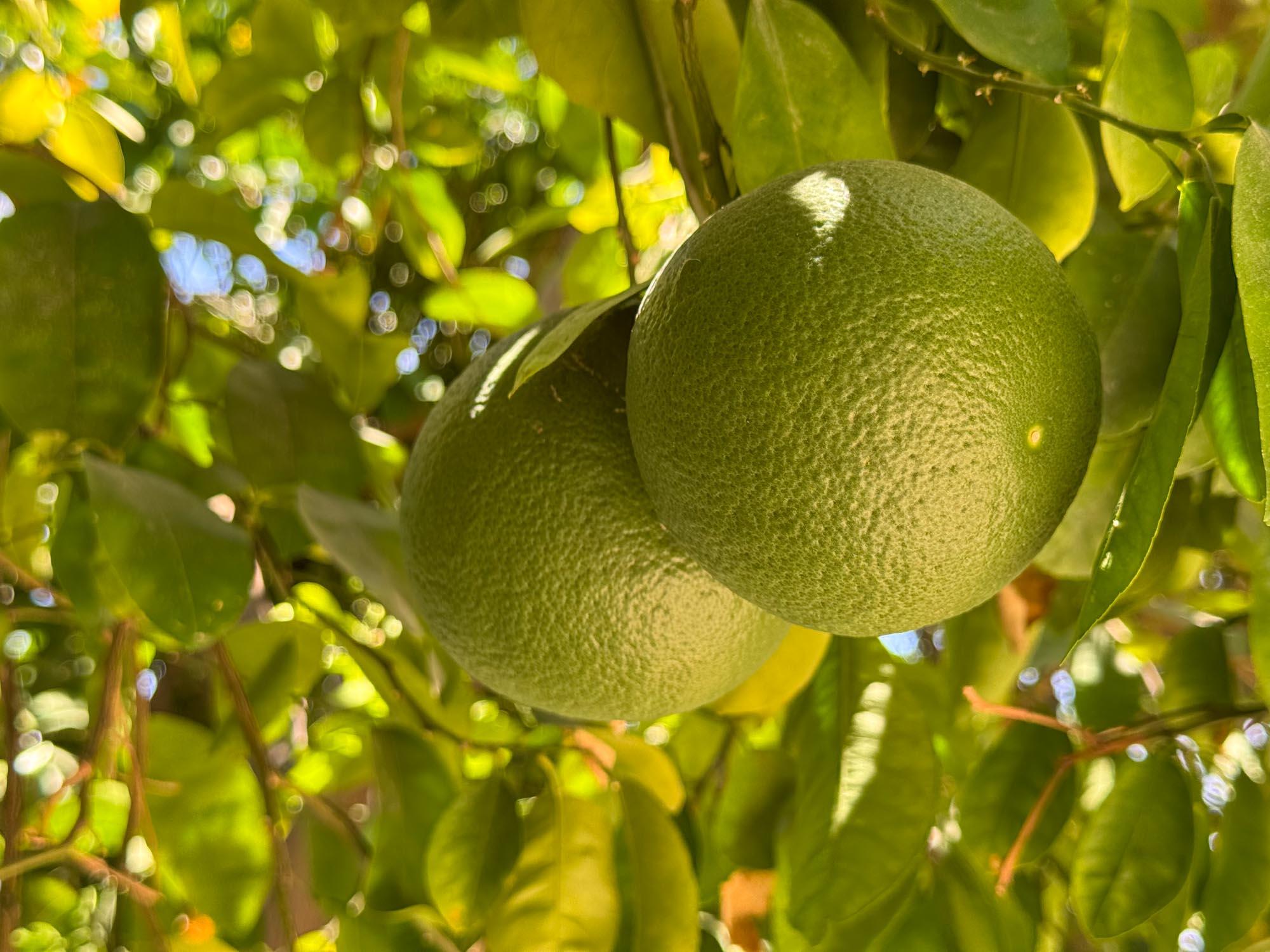 80394 Ave 48, Unit 423 Indio, CA 92201 - Photo 14 of 18 a close up of a sink
