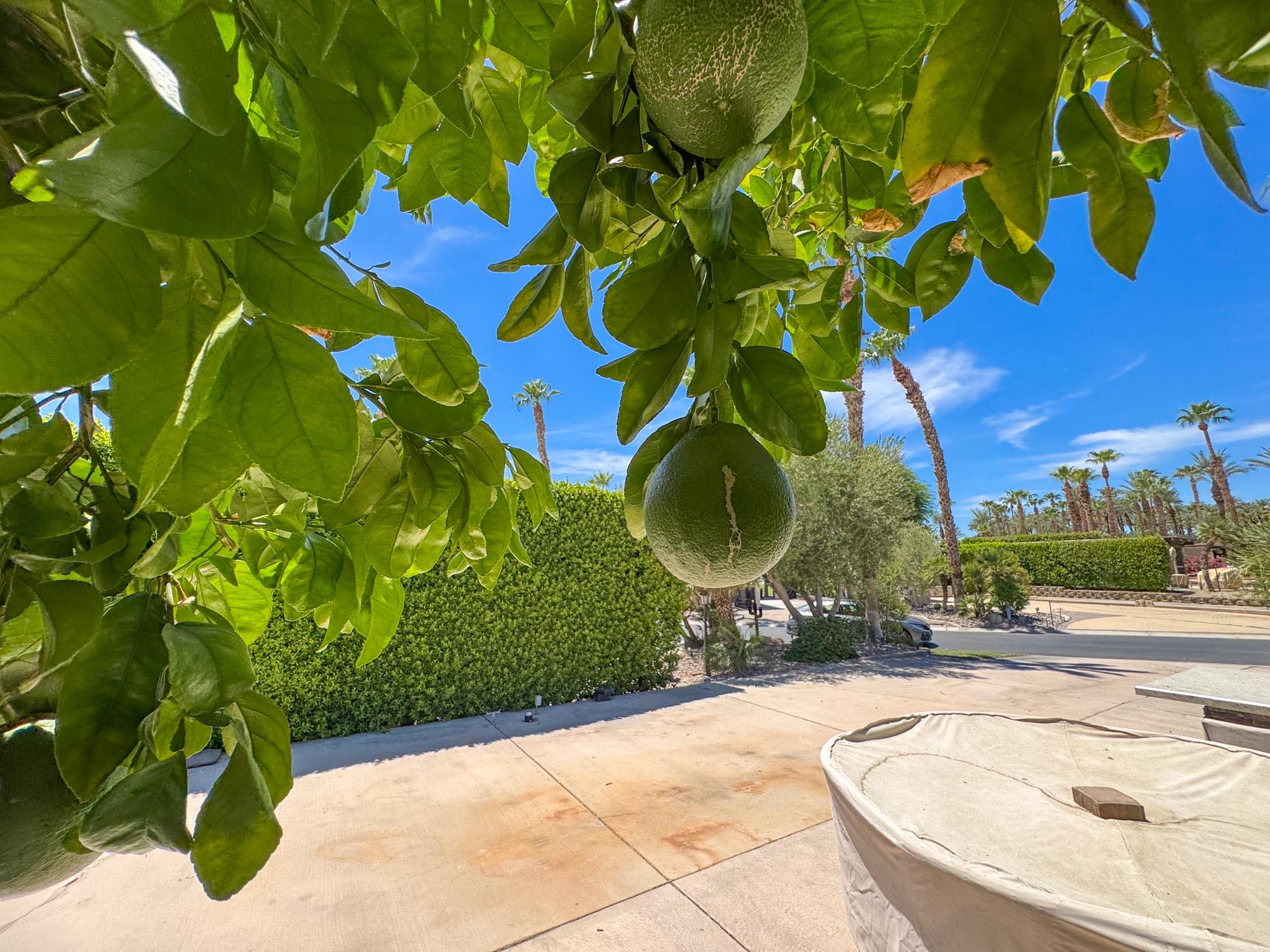 80394 Ave 48, Unit 423 Indio, CA 92201 - Photo 16 of 18 a picture of a yard