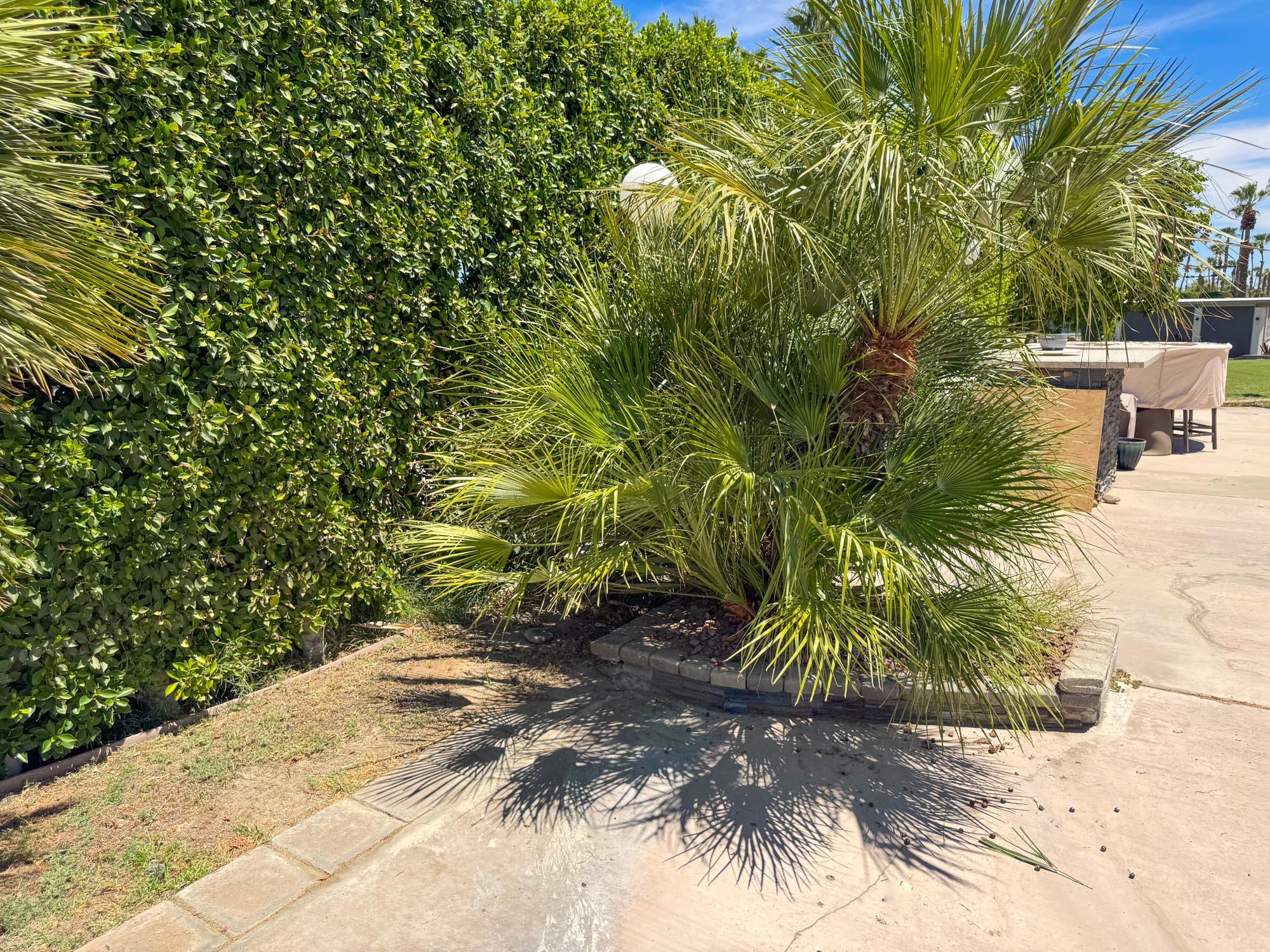 80394 Ave 48, Unit 423 Indio, CA 92201 - Photo 7 of 18 a view of a yard with plants and trees