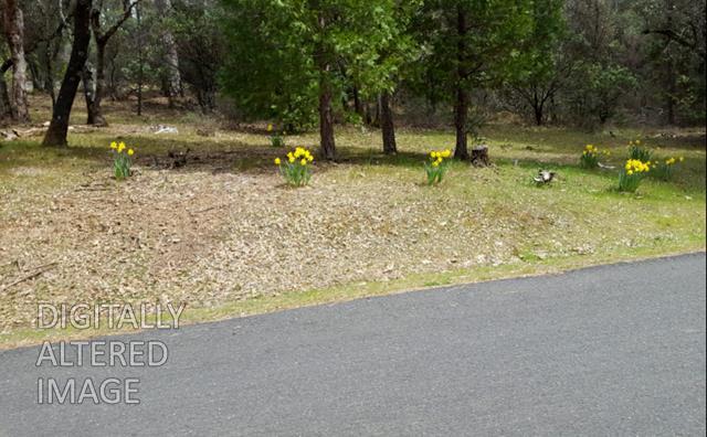 13279 Thoroughbred Loop Grass Valley, CA 95949 - Photo 32 of 33 a backyard of a house with lots of green space