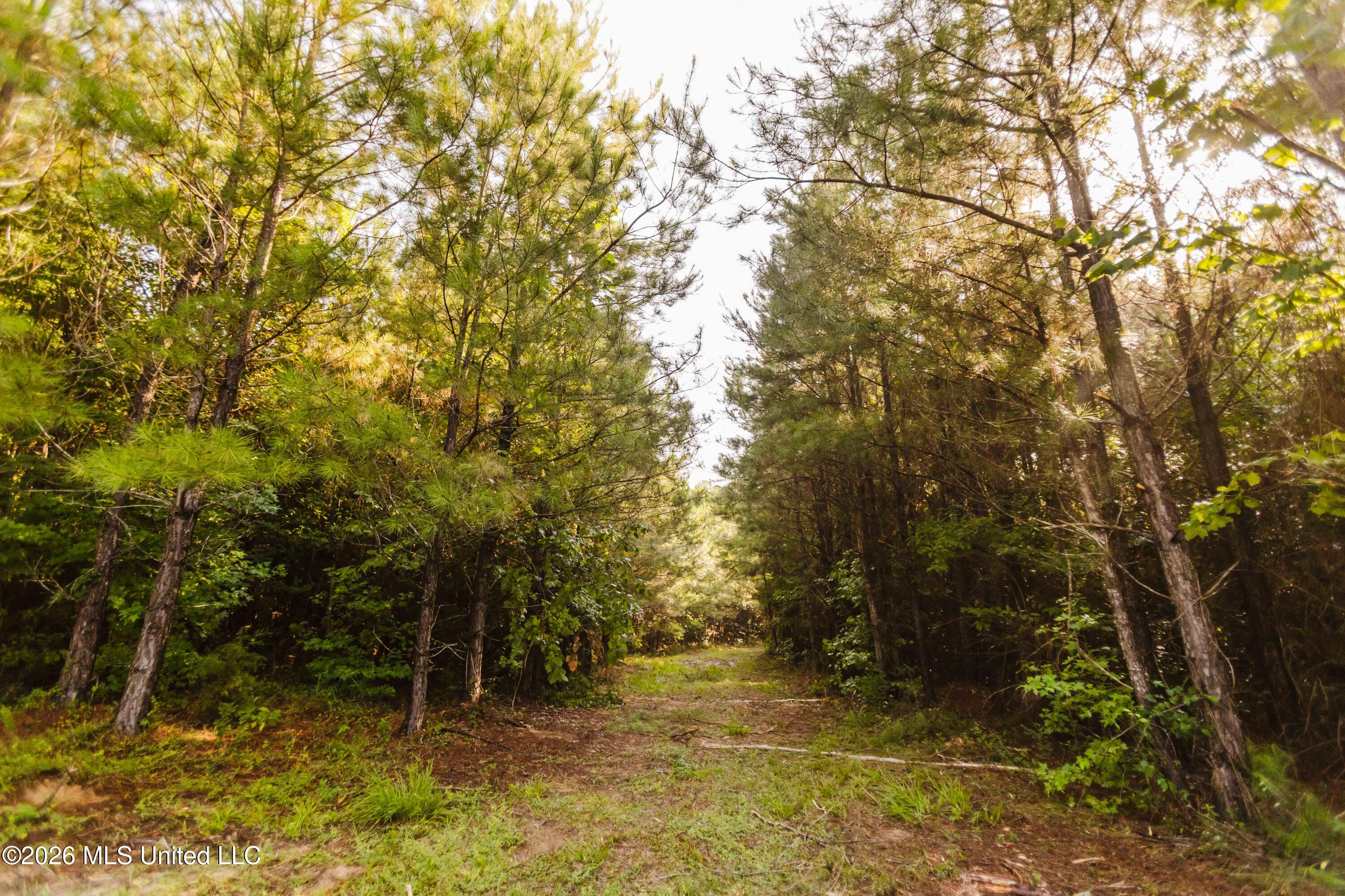 235 Woodrow Martin Road Brandon, MS 39042 - Photo 29 of 36 watsonphotography260721090011