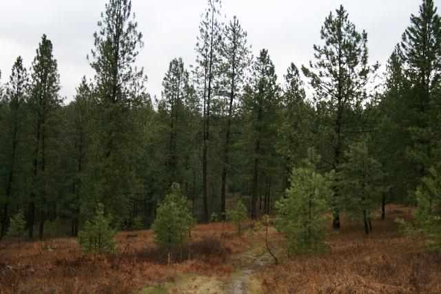 0 Philleo Road Colville, WA 99114 - Photo 2 of 5 Gallery Image 2