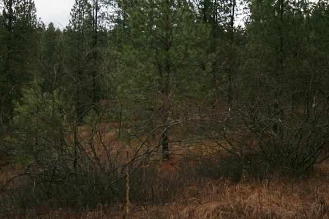 0 Philleo Road Colville, WA 99114 - Photo 5 of 5 Gallery Image 5