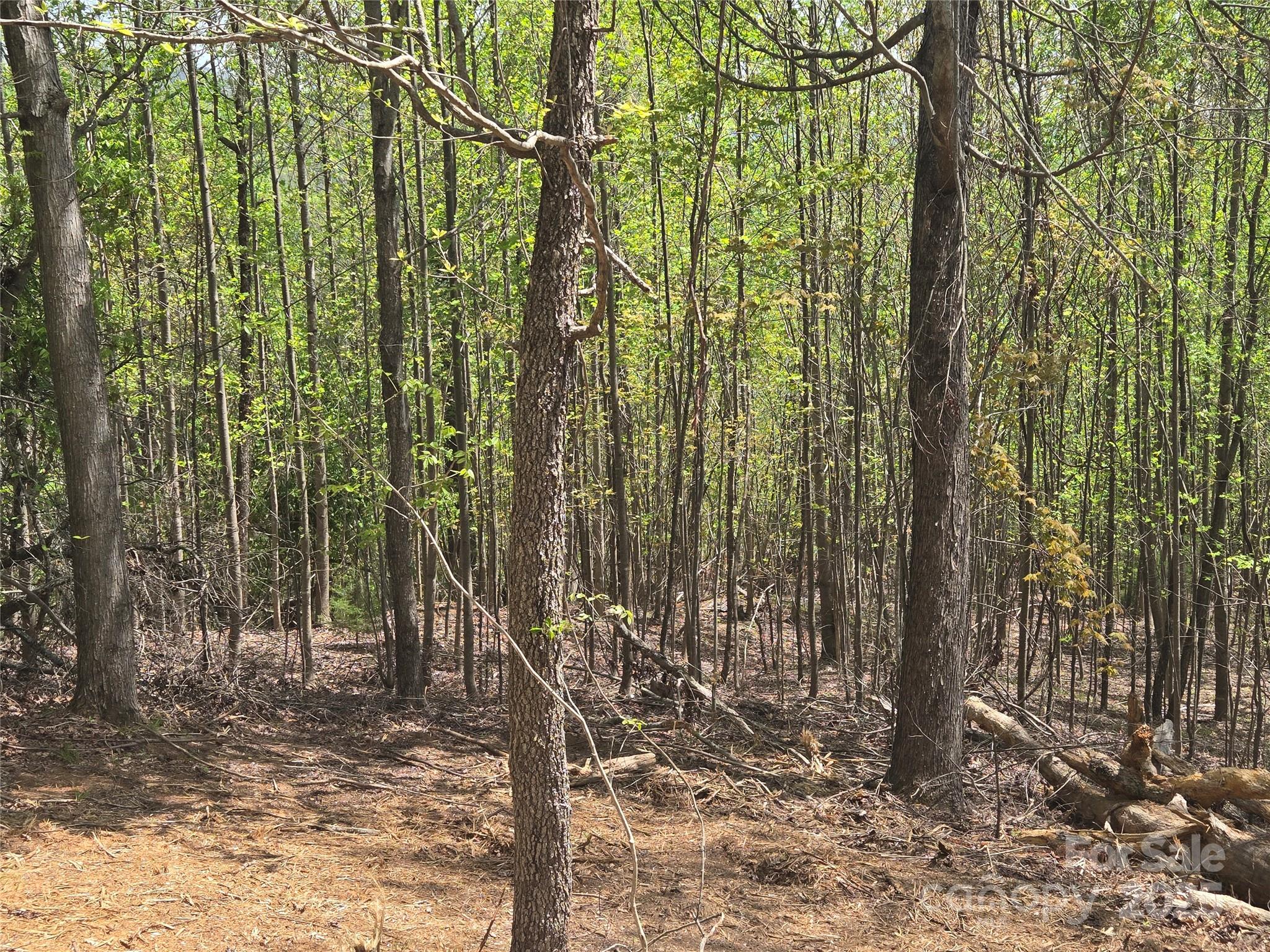Lot 16 High Rock Ridge Lake Lure, NC 28746 - Photo 5 of 21 a view of a forest filled with trees