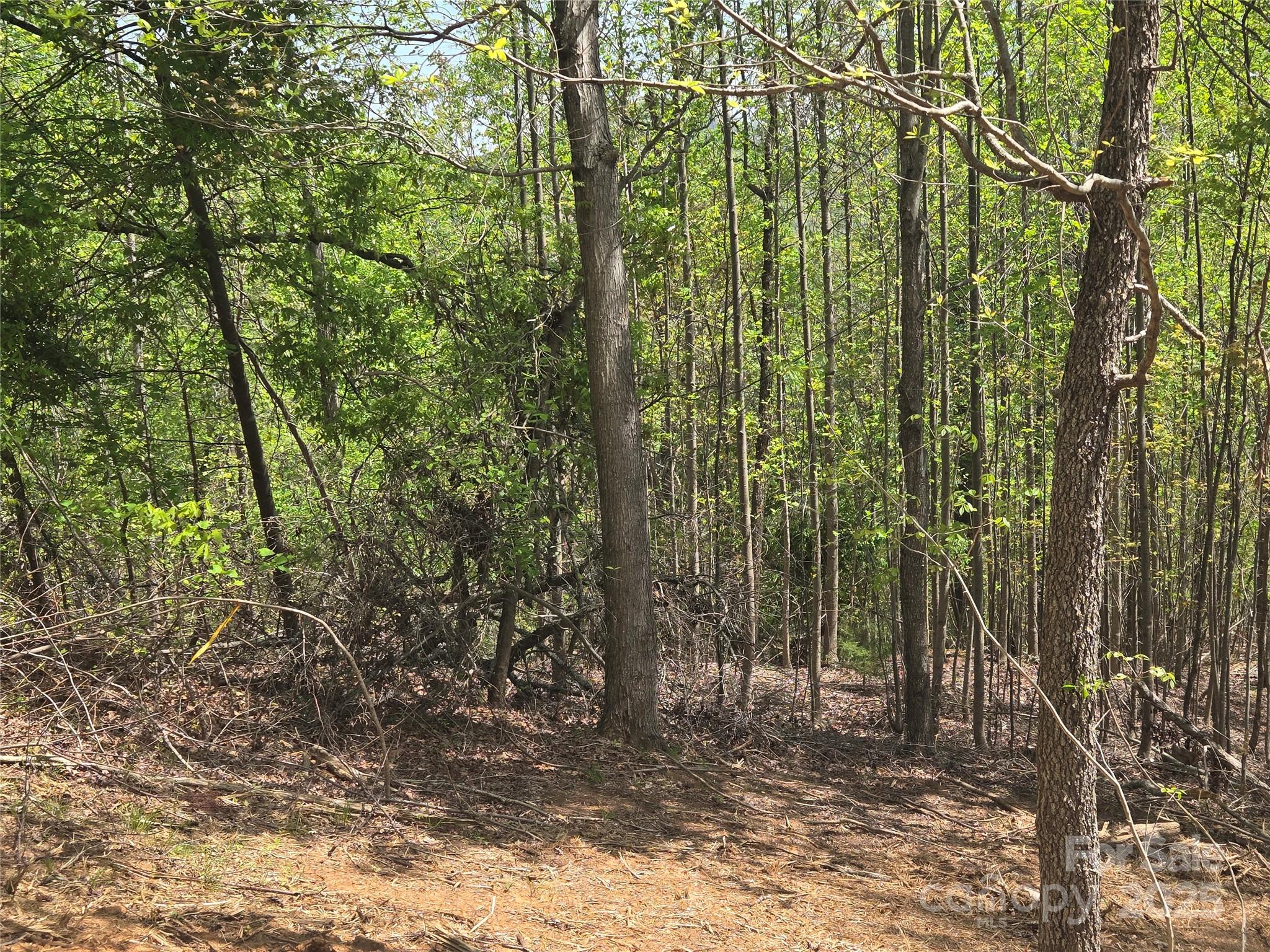 Lot 16 High Rock Ridge Lake Lure, NC 28746 - Photo 7 of 21 a view of a forest filled with trees