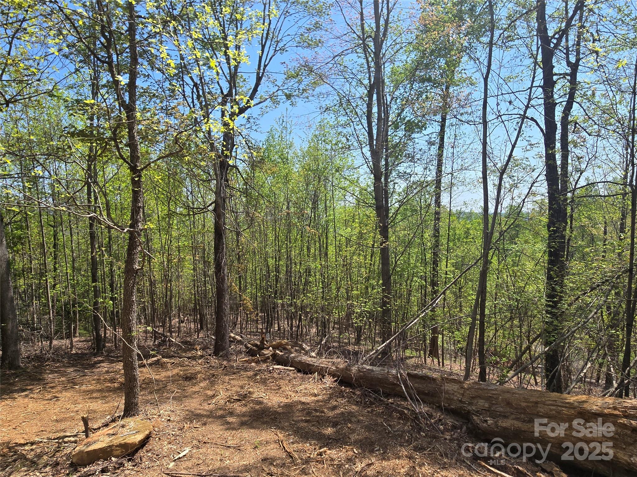 Lot 16 High Rock Ridge Lake Lure, NC 28746 - Photo 9 of 21 a view of a forest filled with trees