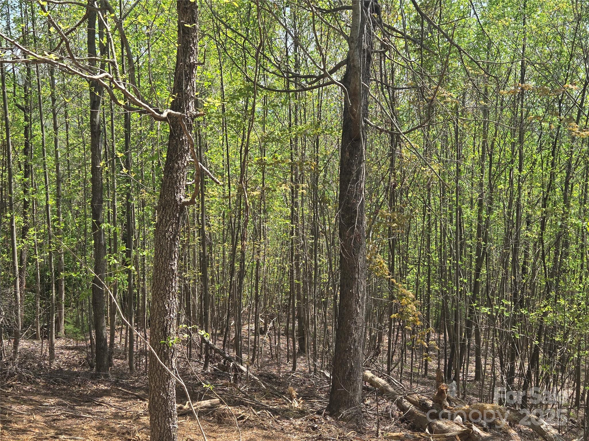 Lot 16 High Rock Ridge Lake Lure, NC 28746 - Photo 10 of 21 a view of forest