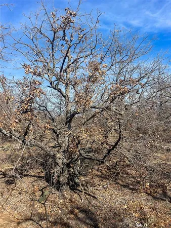 a view of a dry yard with trees
