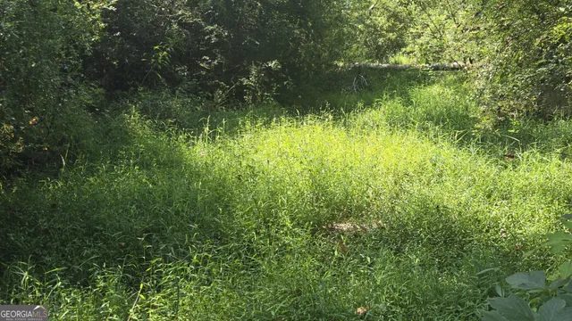 a close up of a plant