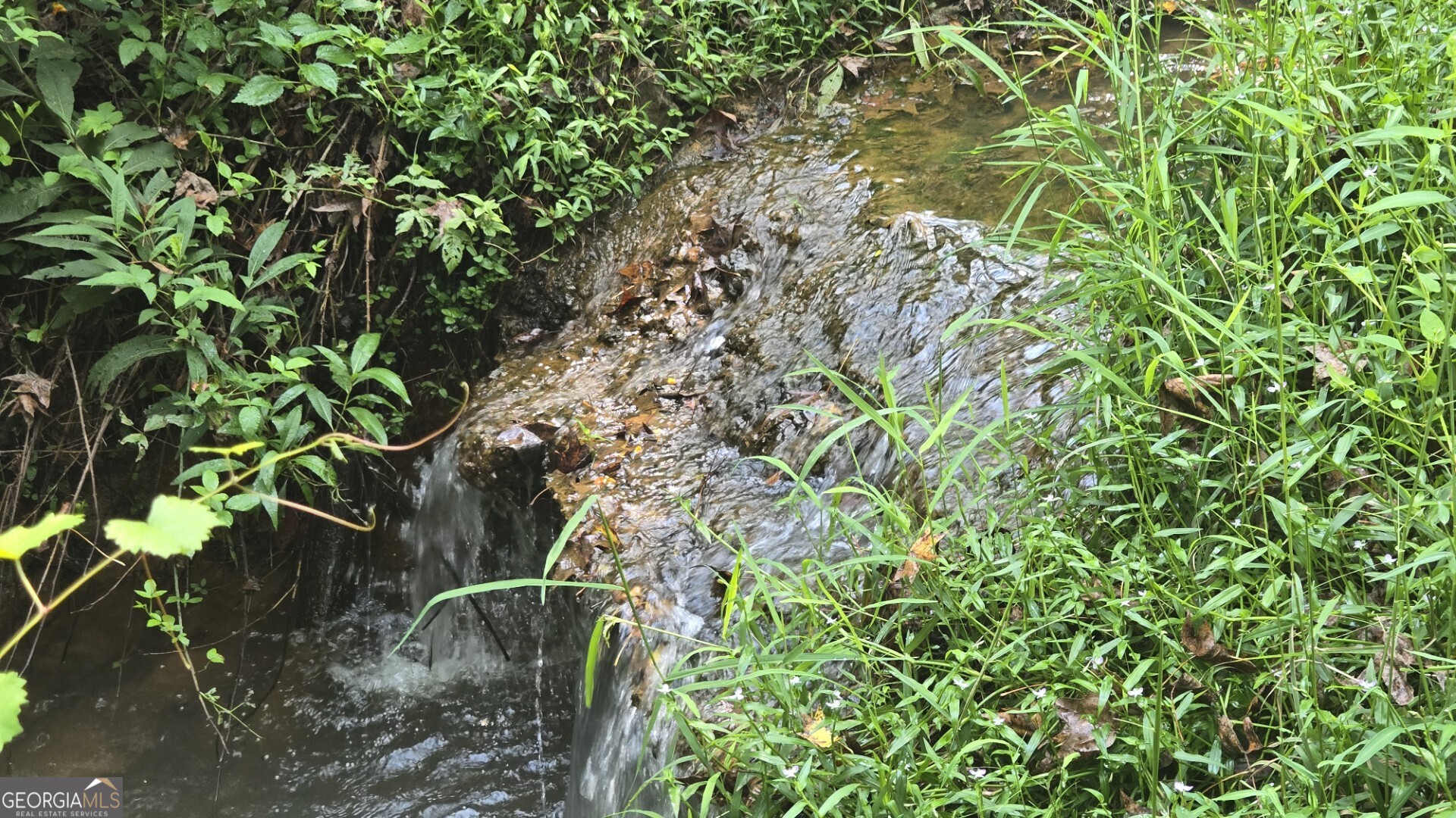 0 Wall Street Crawford, GA 30630 - Photo 2 of 28 a plant that is in a garden