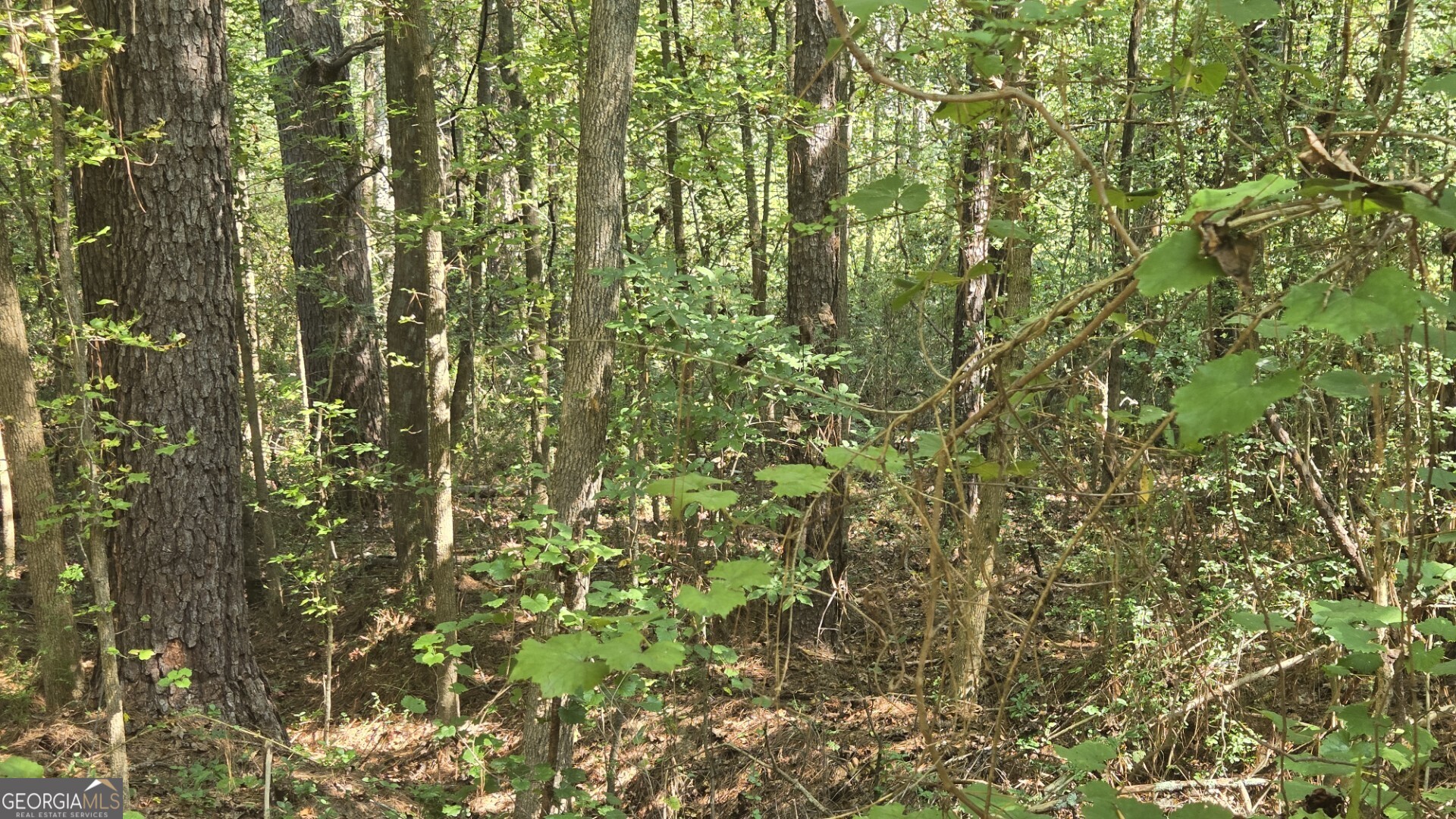 0 Wall Street Crawford, GA 30630 - Photo 21 of 28 a close up of a plant