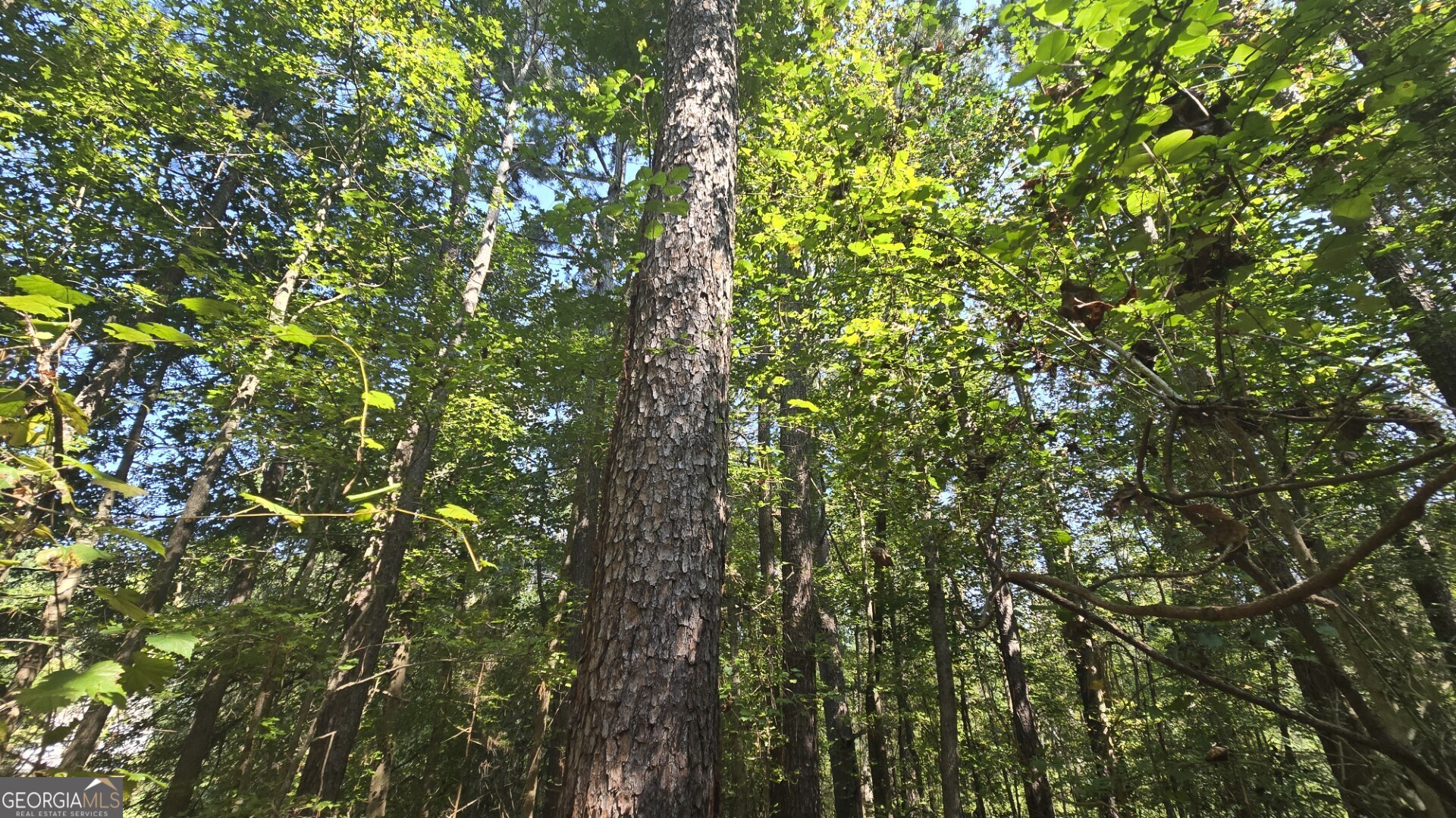 0 Wall Street Crawford, GA 30630 - Photo 22 of 28 a view of a tree