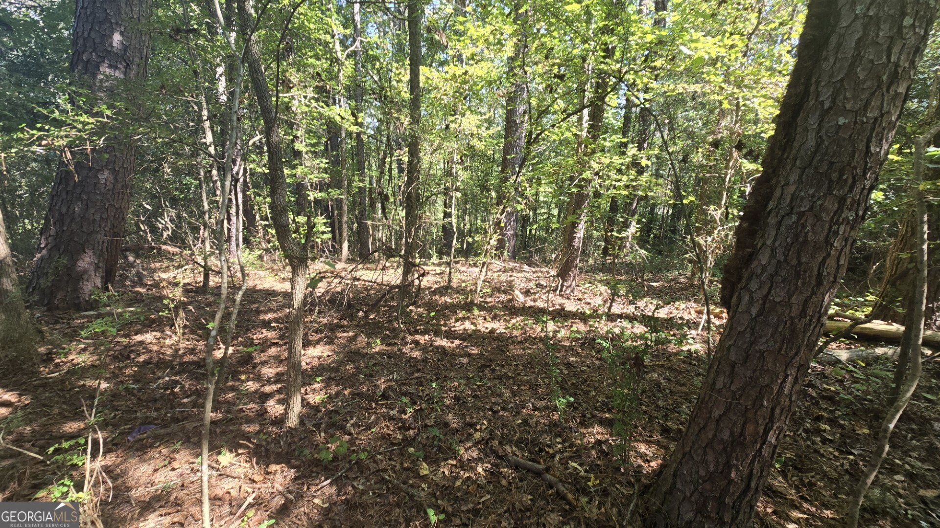 0 Wall Street Crawford, GA 30630 - Photo 24 of 28 a view of forest