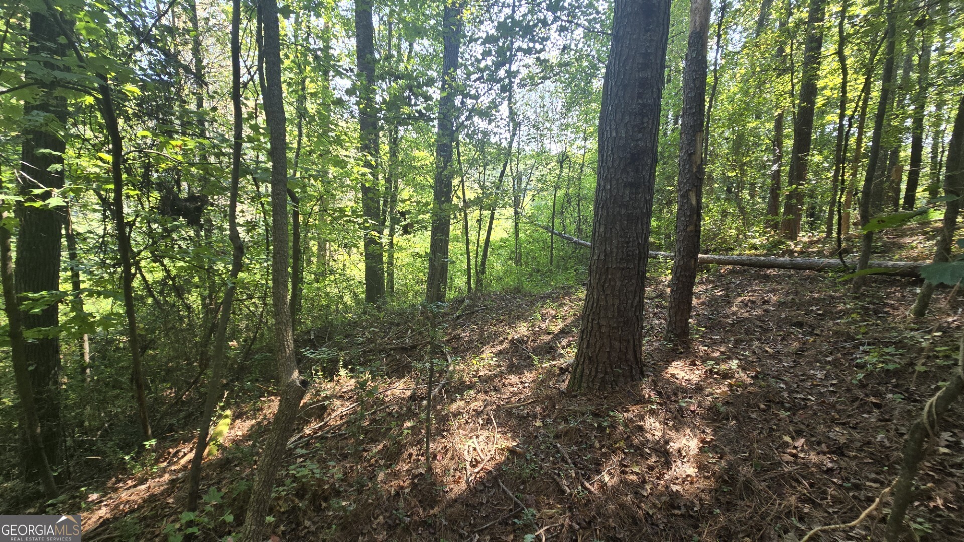 0 Wall Street Crawford, GA 30630 - Photo 26 of 28 a view of a forest