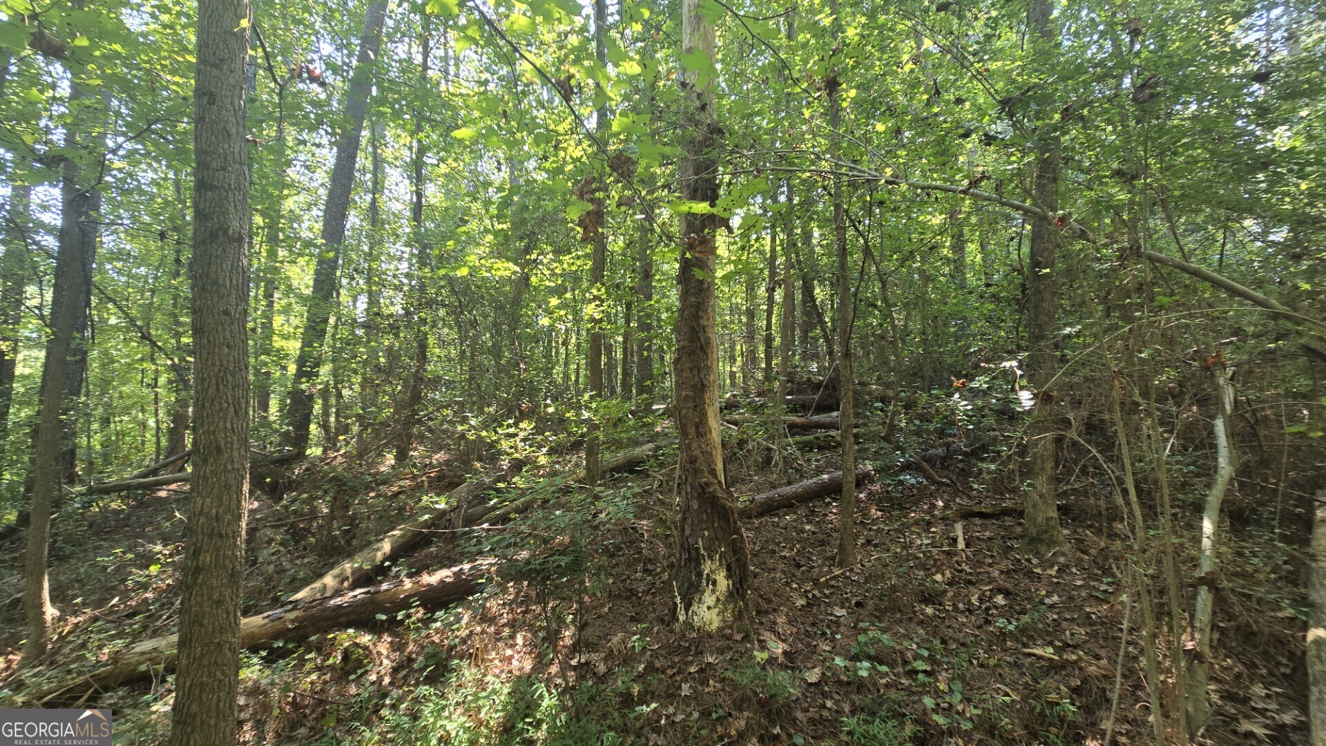0 Wall Street Crawford, GA 30630 - Photo 27 of 28 a view of forest
