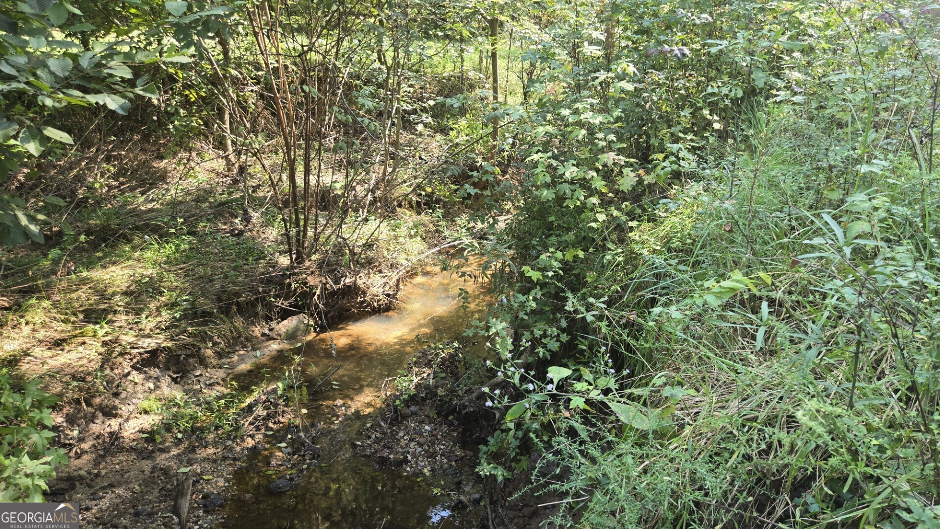 0 Wall Street Crawford, GA 30630 - Photo 10 of 28 a view of a tree in a yard