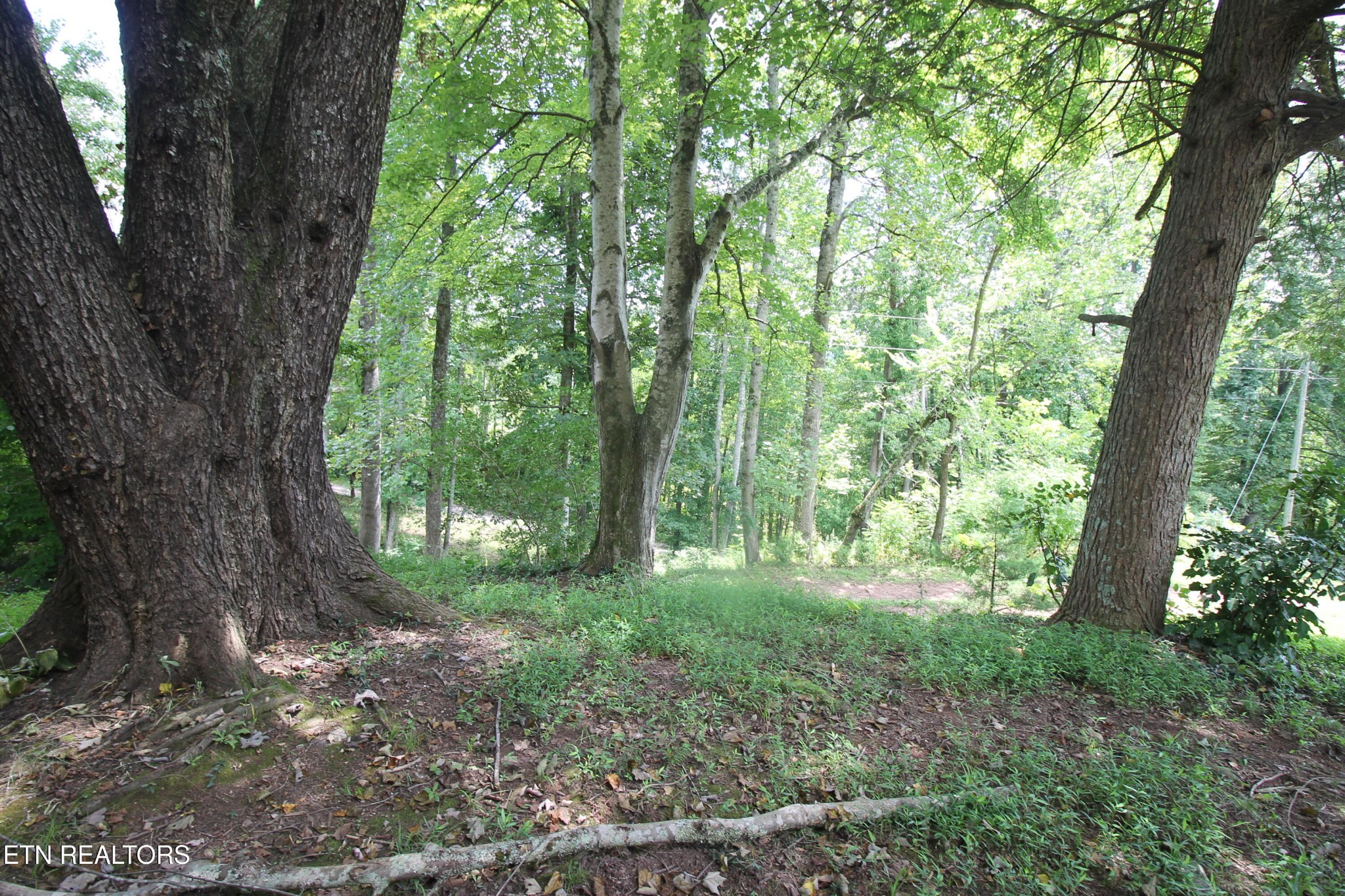 541 Wiggins Road Tellico Plains, TN 37385 - Photo 3 of 33 a backyard of a house with lots of green space