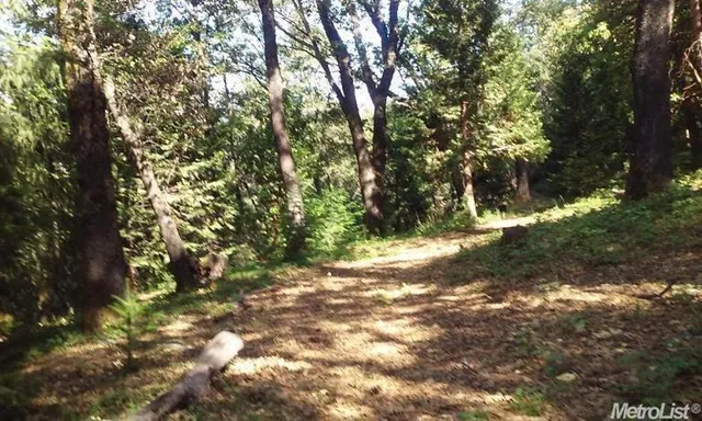 a view of a yard with plants and trees