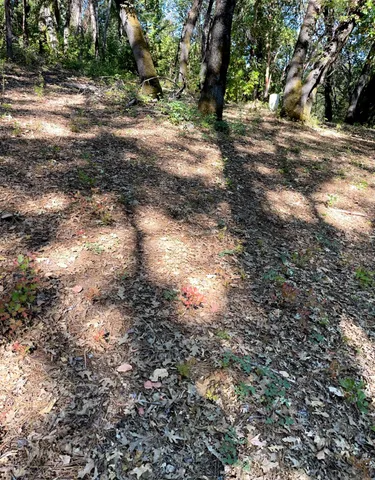 a view of a yard with a tree