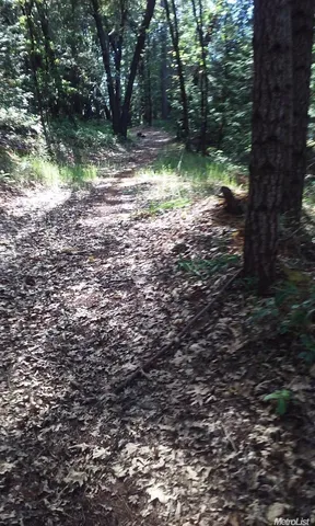 a view of a yard with plants and a bench