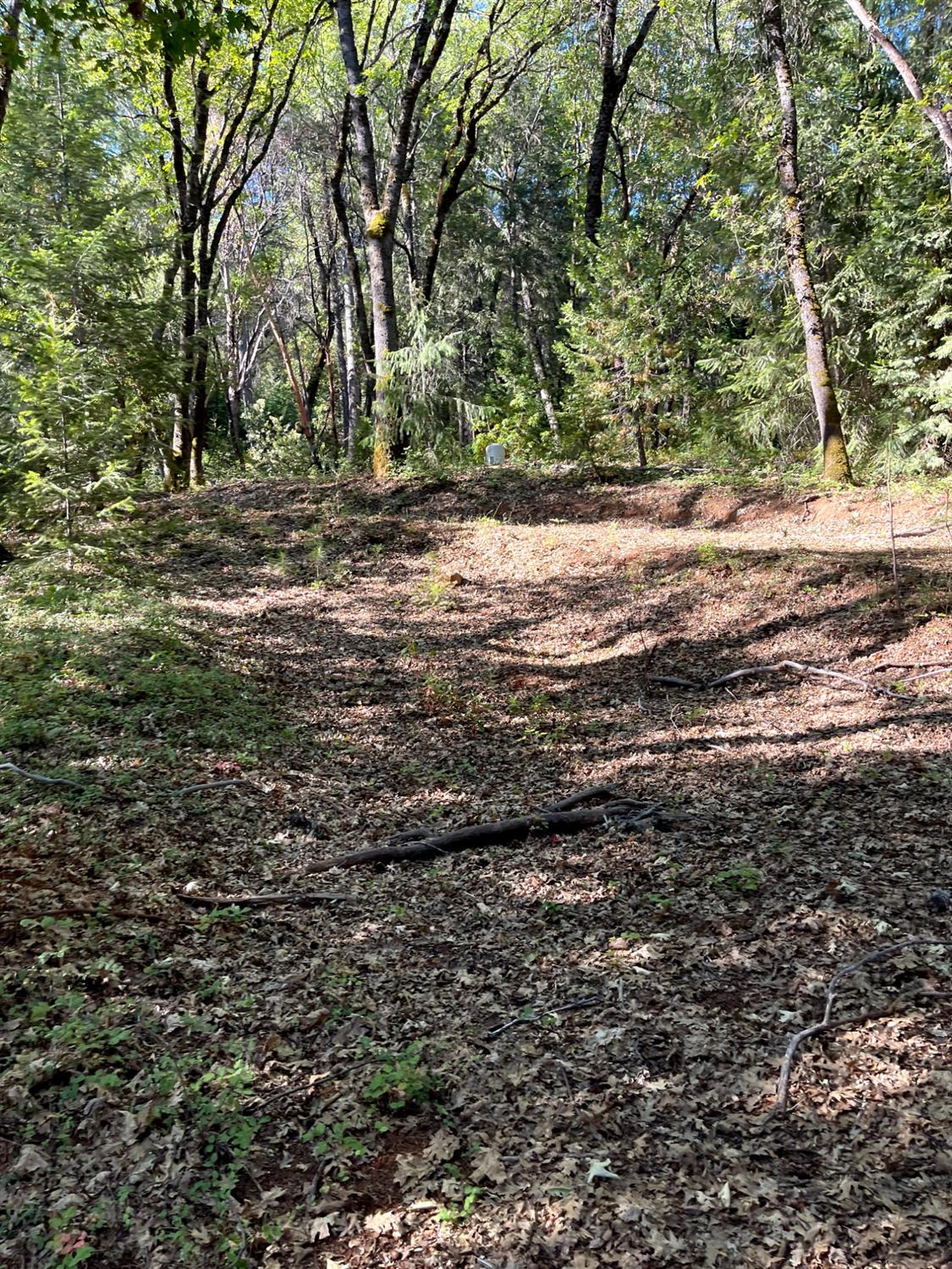 20676 Spring Garden Road Foresthill, CA 95631 - Photo 6 of 10 a view of a yard with a tree