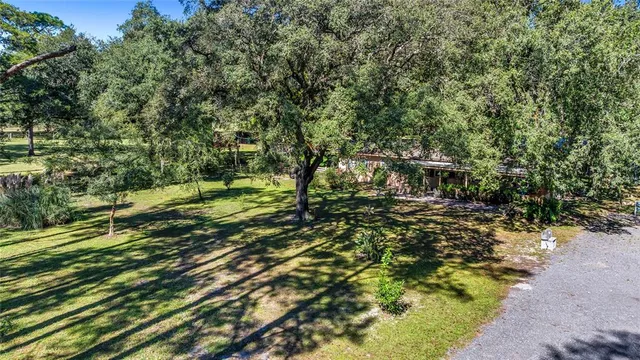 a view of a yard with plants and large trees